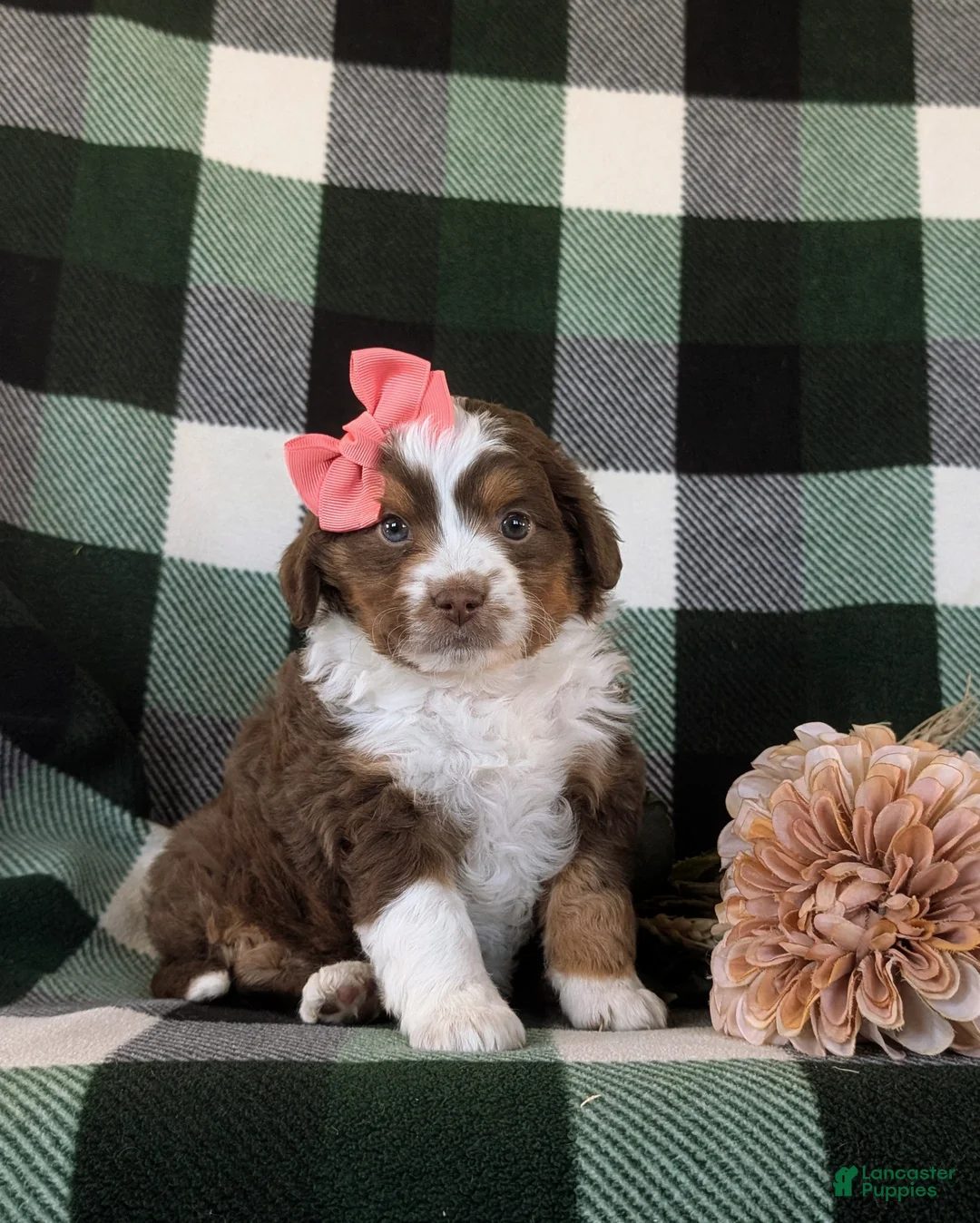 Mini Aussiedoodle dogs for sale: Lexus - Ad 1