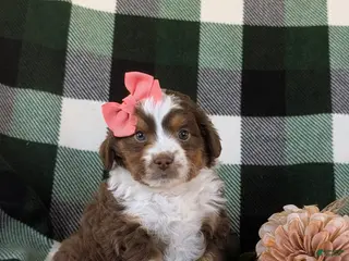 Mini Aussiedoodle dogs for sale: Lexus - Ad 4