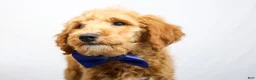 Goldendoodle dogs for sale: DRACO - Ad 2