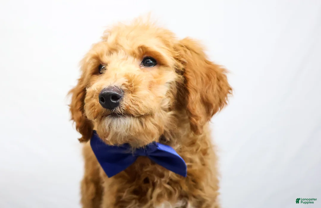 Goldendoodle dogs for sale: DRACO - Ad 2