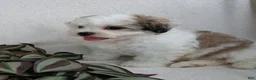 Teddy Bear dogs for sale: Cody - Ad 9