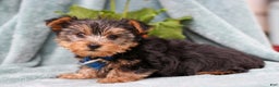 Yorkshire Terrier dogs for sale: Bruno - Ad 2