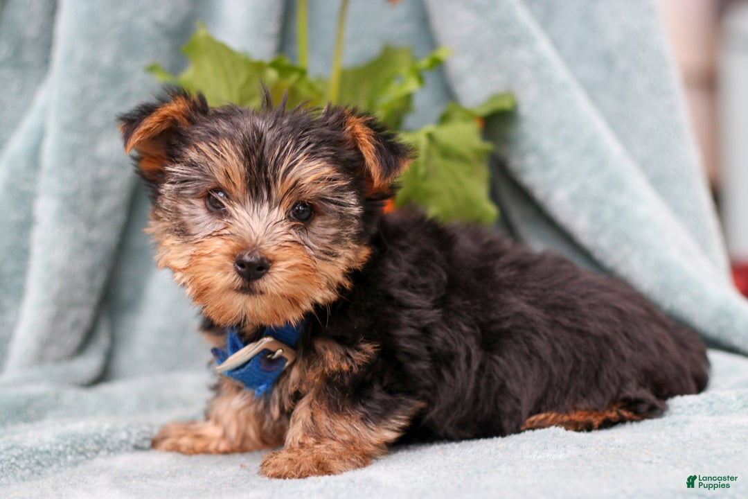 Yorkshire Terrier dogs for sale: Bruno - Ad 2