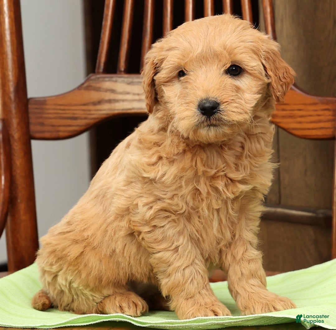 Mini Goldendoodle dogs for sale: Penelope - Ad 7