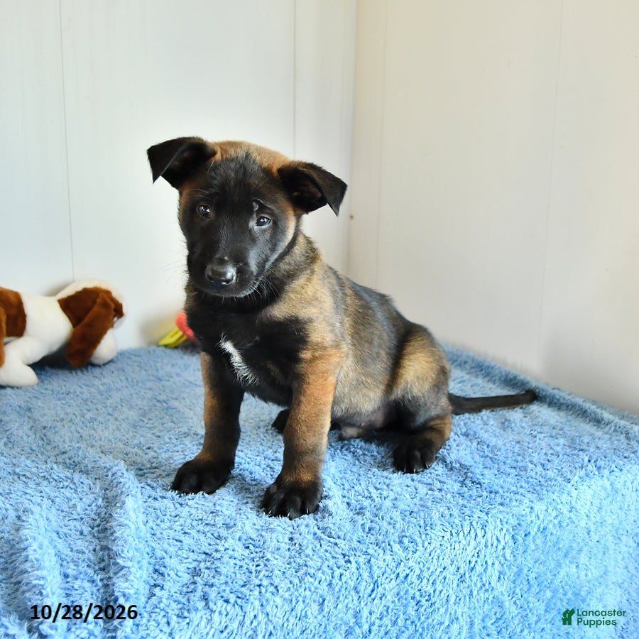 Belgian Malinois dogs for sale: Archer - Ad 2