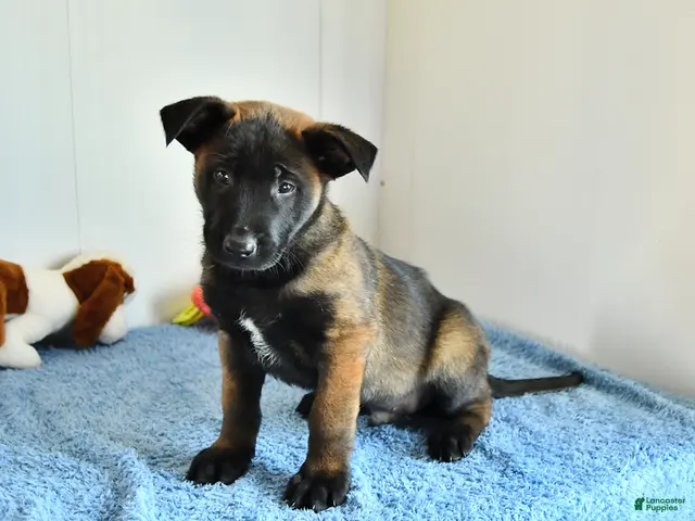 Belgian Malinois dogs for sale: Archer - Ad 2