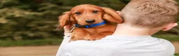 Miniature Dachshund dogs for sale: Asher Miniature Dachshund - Ad 6