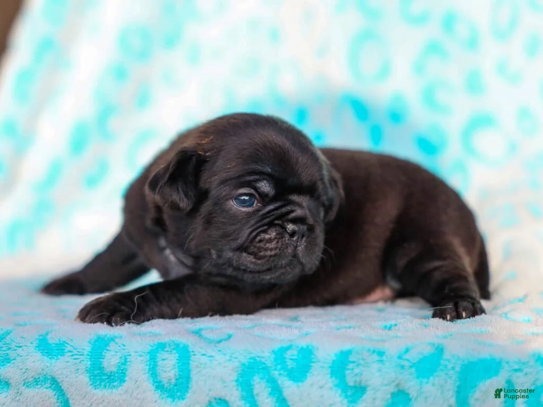 Pug dogs for sale: Lawson - Ad 2