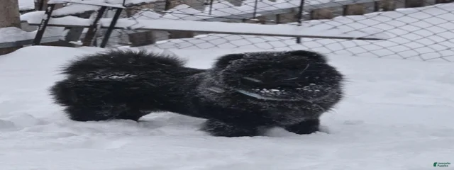 Odin