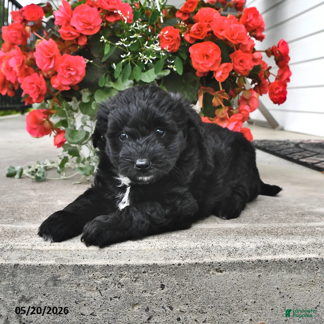 Mini Aussiedoodle dogs for sale: Tina - Ad 2