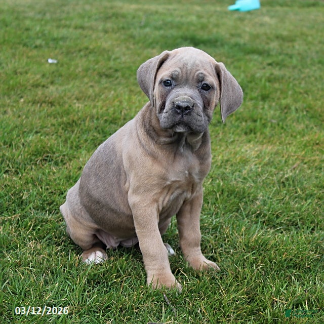 Cane Corso dogs Greta - Ad 2