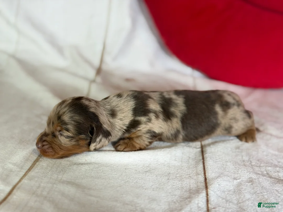 Miniature Dachshund dogs for sale: AKC LH Fallon DNA OFA - Ad 3