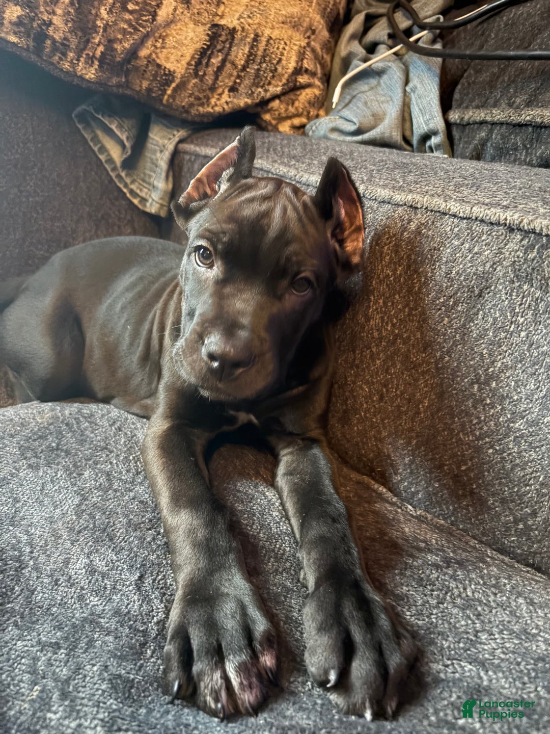 Cane Corso dogs for sale: Vanilla  - Ad 4
