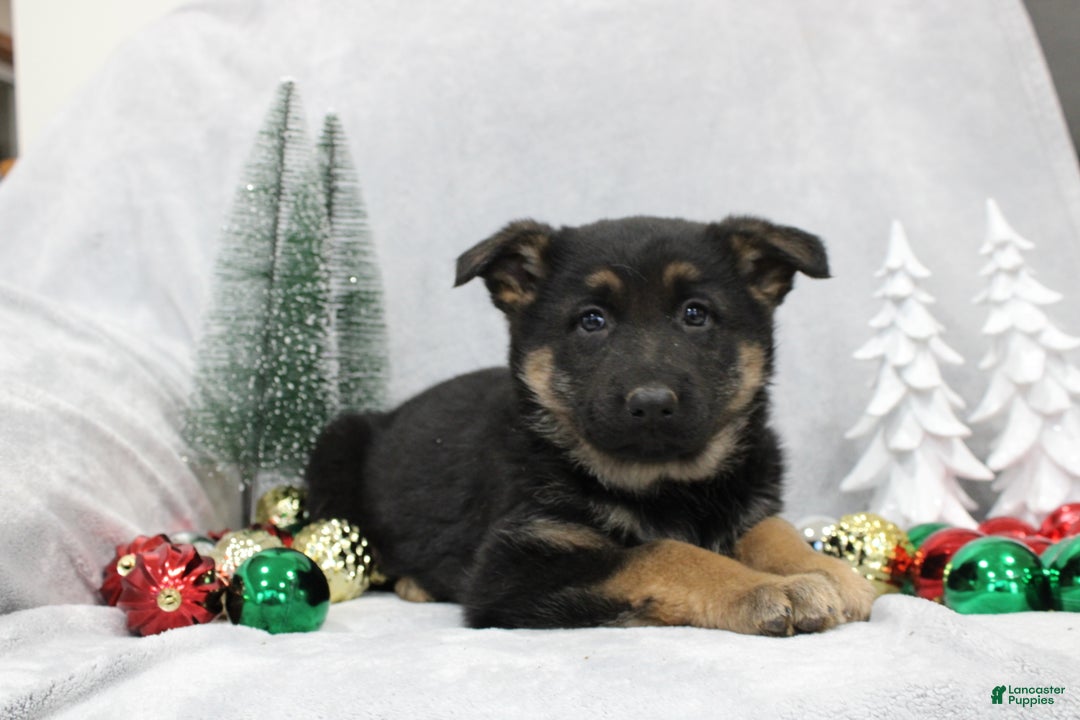 German Shepherd dogs for sale: Amaya - Ad 8