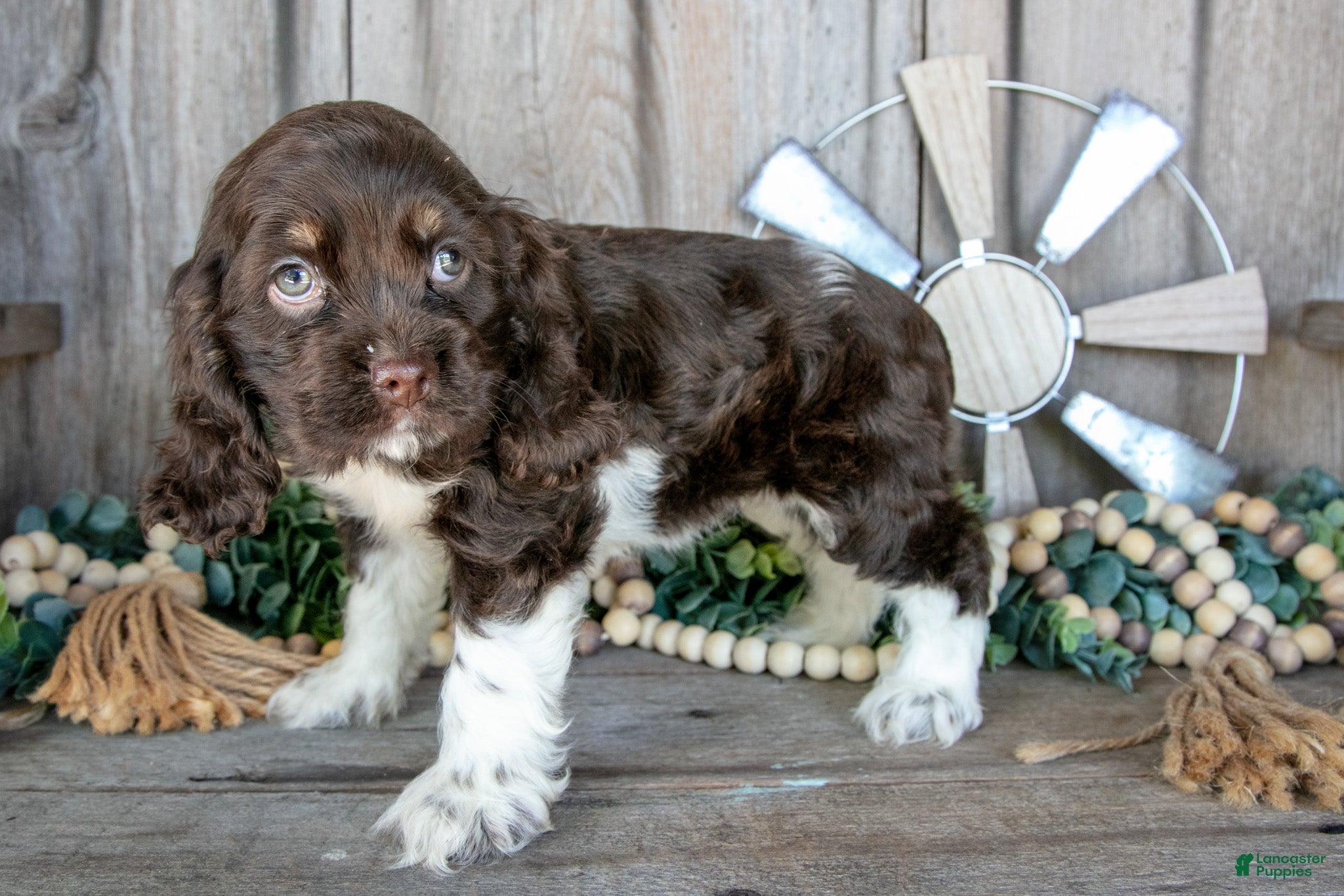 Cocker Spaniel dogs Kiwi - Ad 2