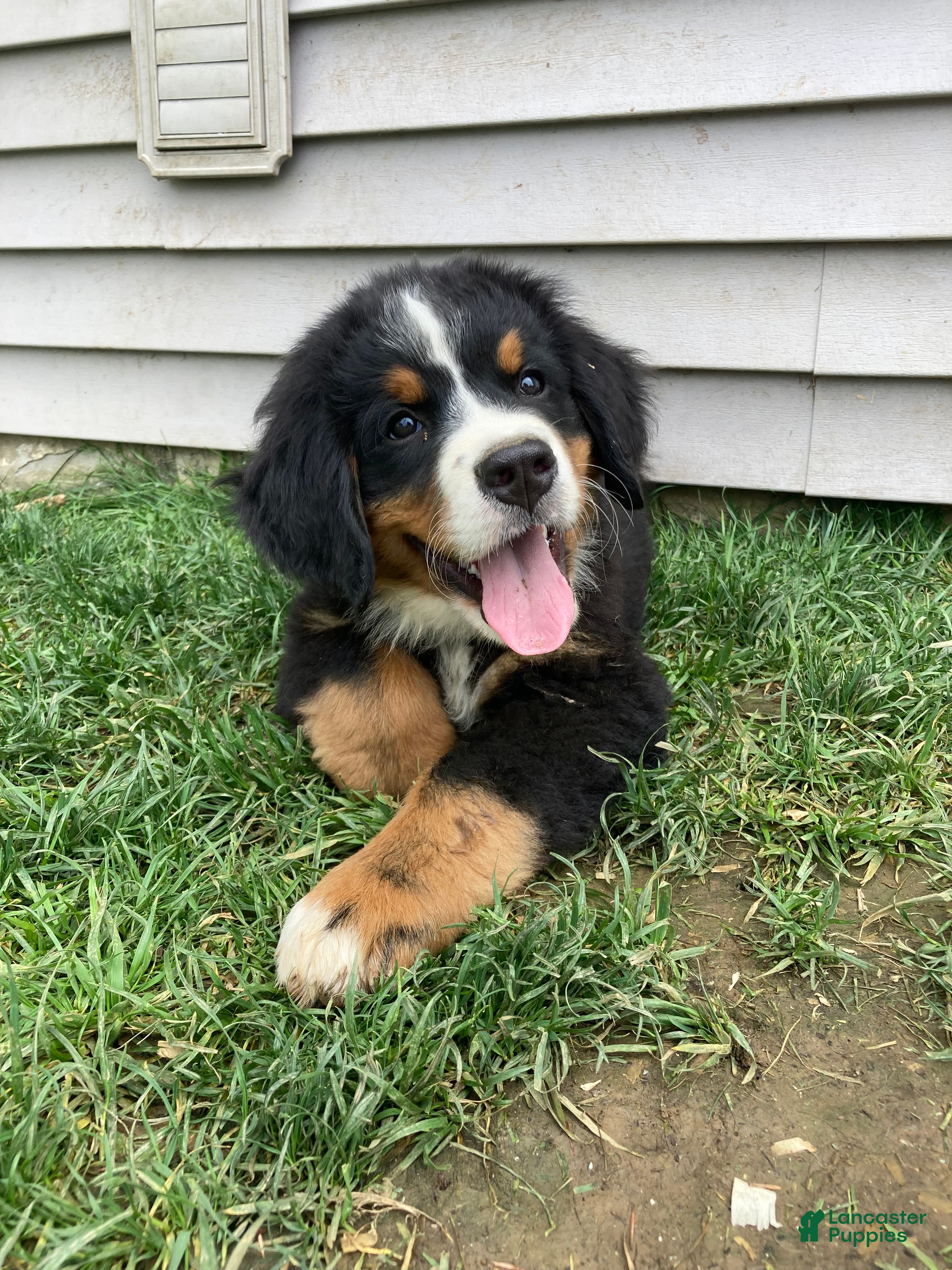 Bernese Mountain Dog dogs Smudge - Ad 1