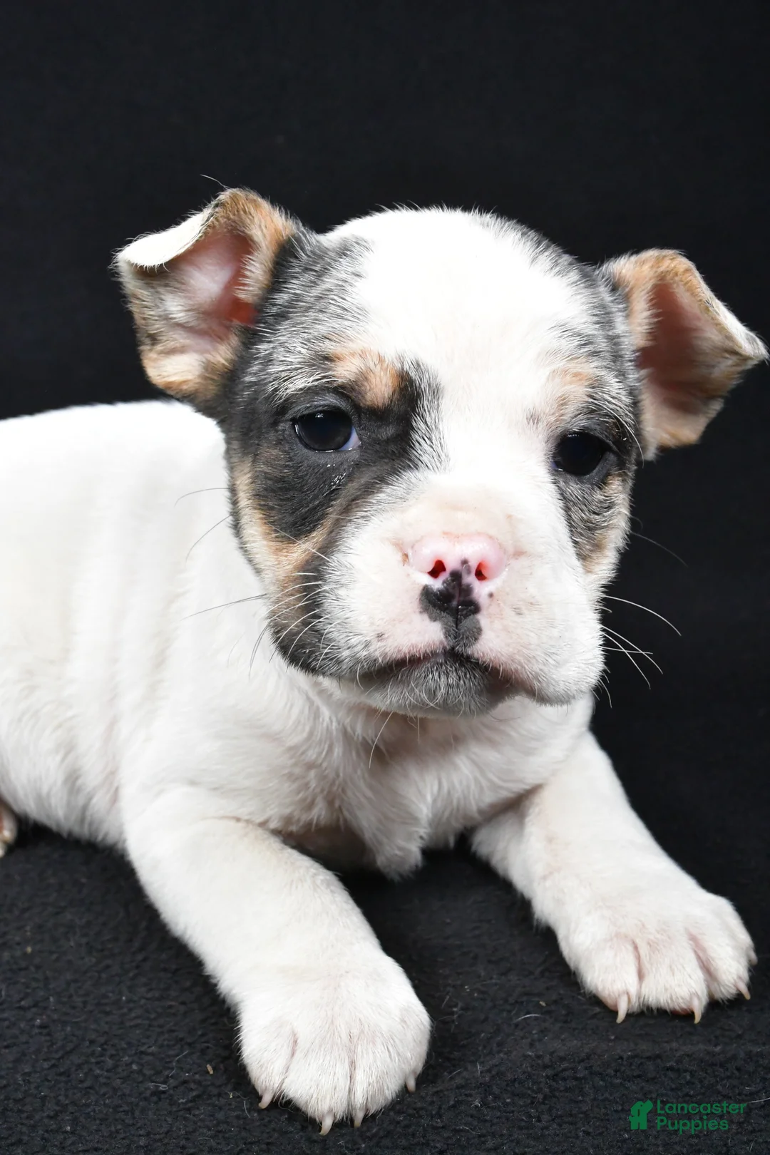 Beabull dogs for sale: Jasper - Ad 4