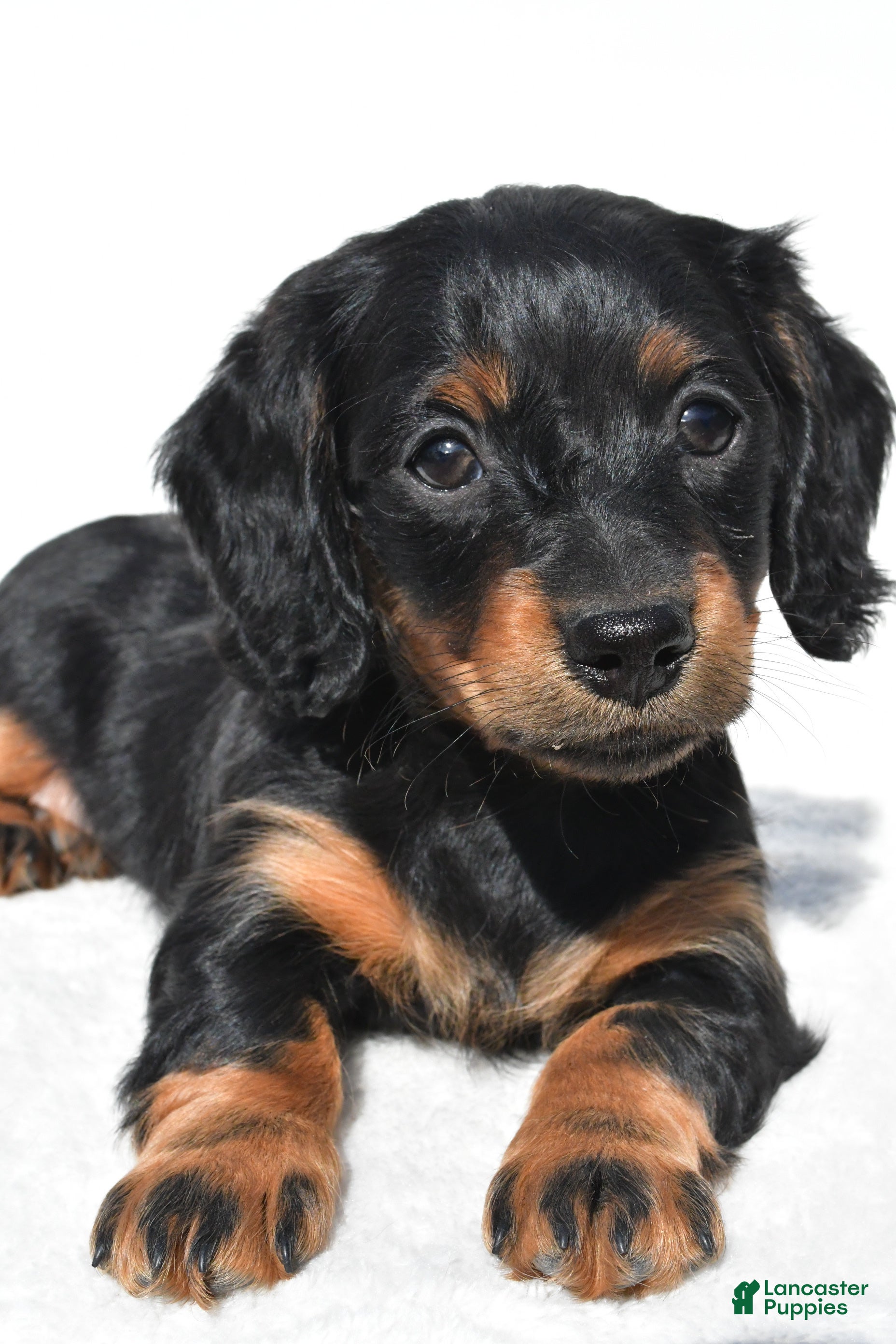 Miniature Dachshund dogs for sale: Anna - Ad 10