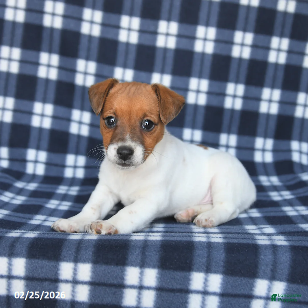 Jack Russell Terrier dogs for sale: Mike - Ad 4