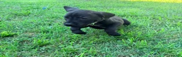 Cane Corso dogs for sale: Ketch AKC orange/teal collar - Ad 3