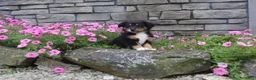 Australian Shepherd dogs for sale: Poppy  - Ad 3