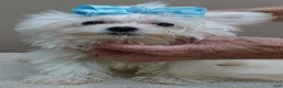 Maltese dogs for sale: 1.75 lbs  TEACUP - Ad 7