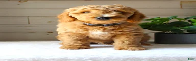 Benji