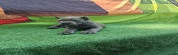 Cane Corso dogs for sale: GIZZY - Ad 6