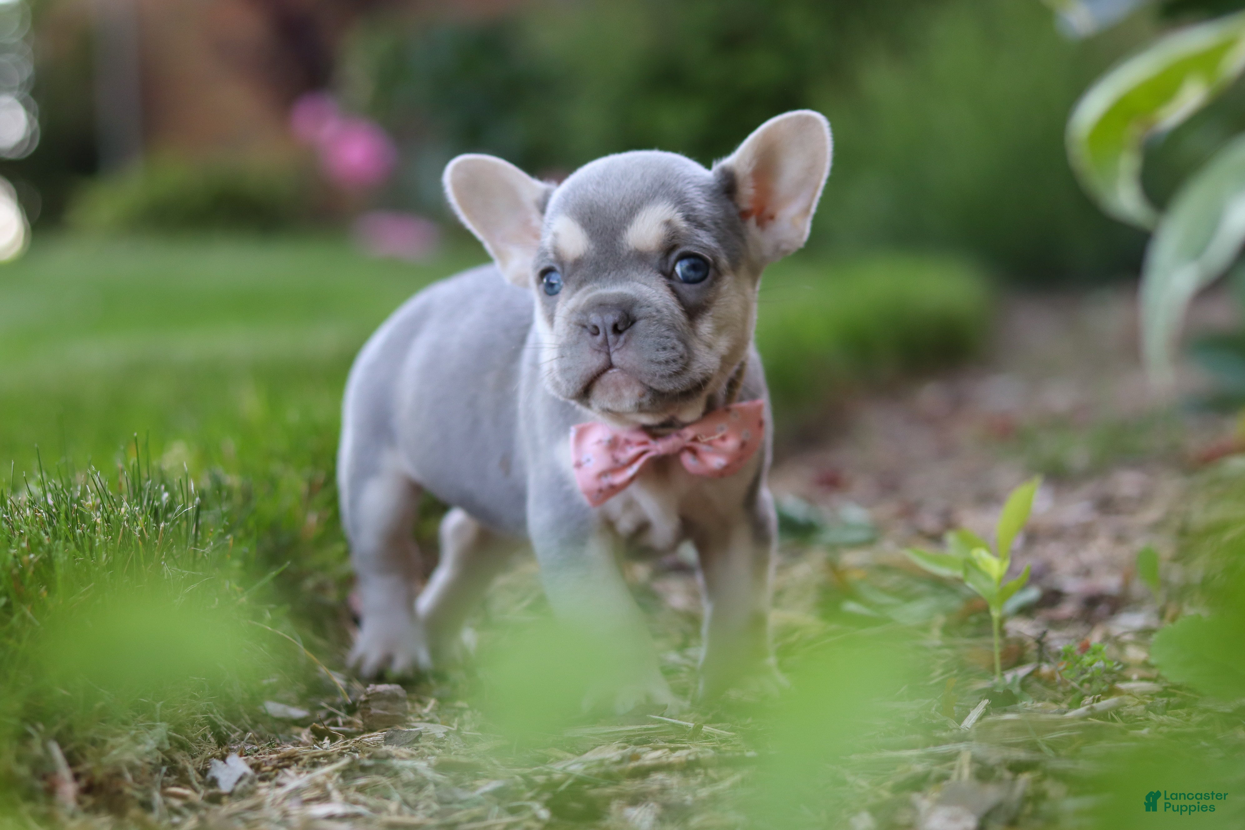 French Bulldog dogs for sale: Poppy - Ad 8