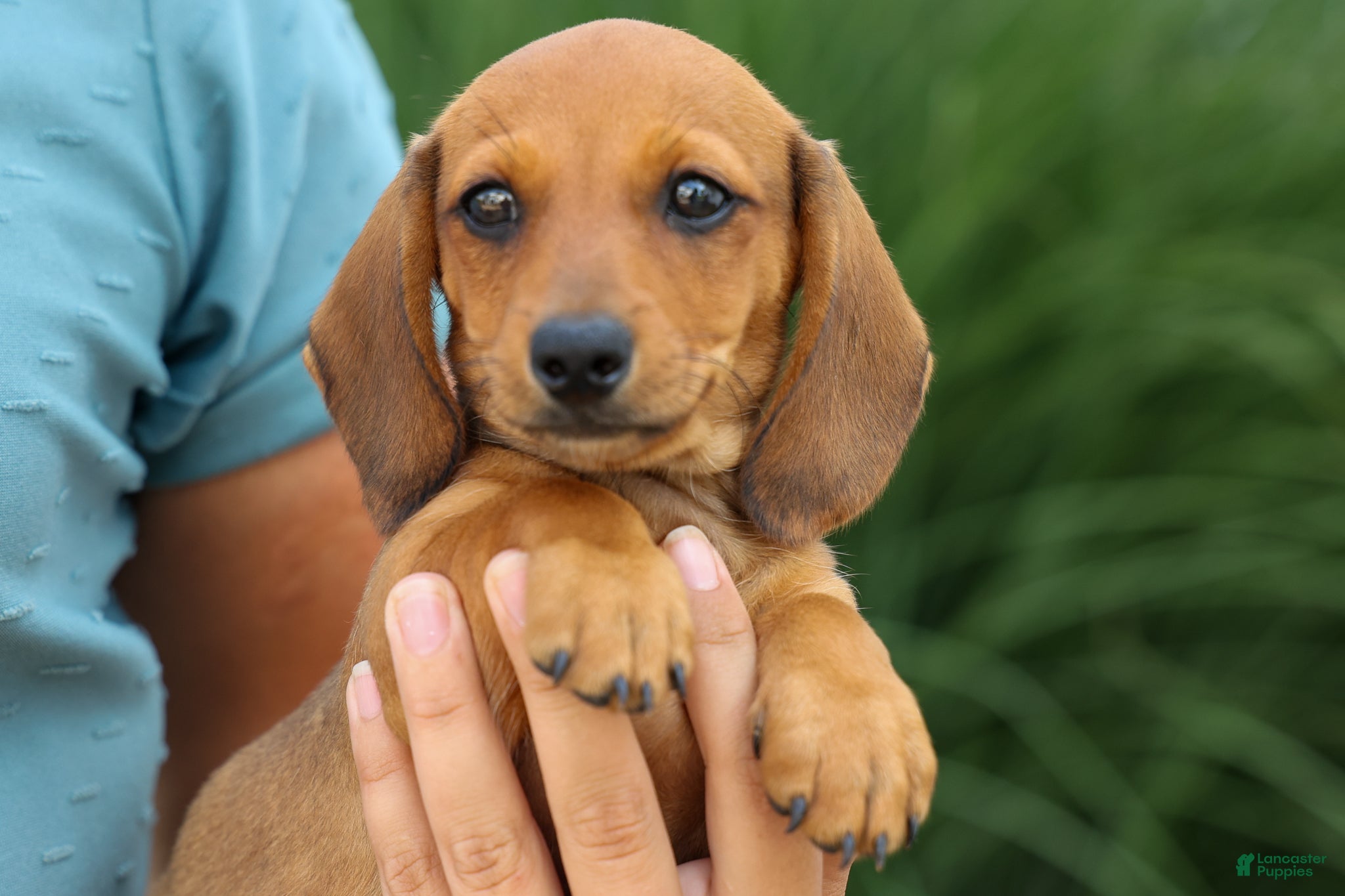 Miniature Dachshund dogs Sasha 🩷 - Ad 1