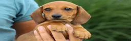Miniature Dachshund dogs for sale: Sasha 🩷 - Ad 9