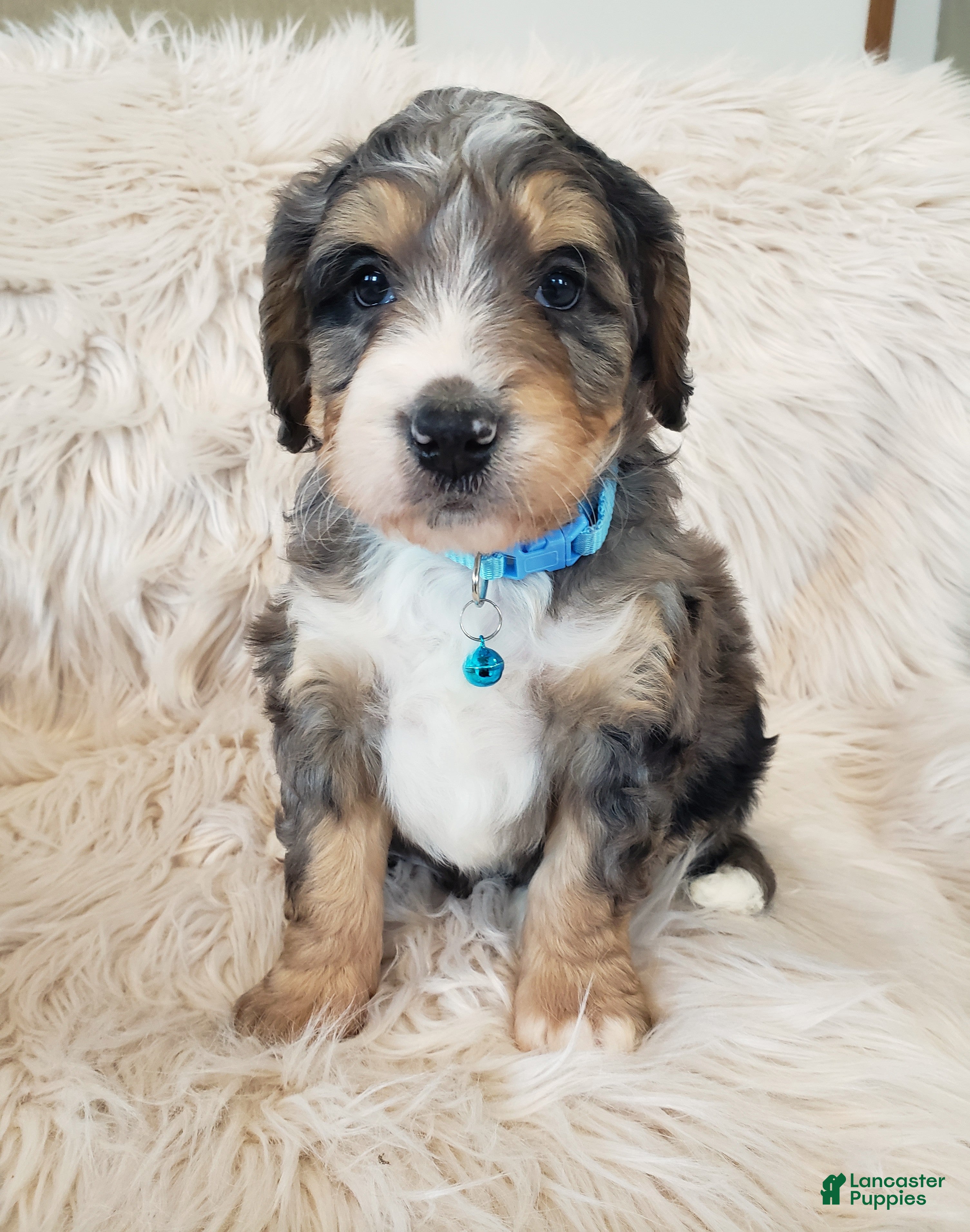 Mini Bernedoodle dogs Roscoe - Ad 38