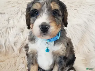 Mini Bernedoodle dogs Roscoe - Ad 6