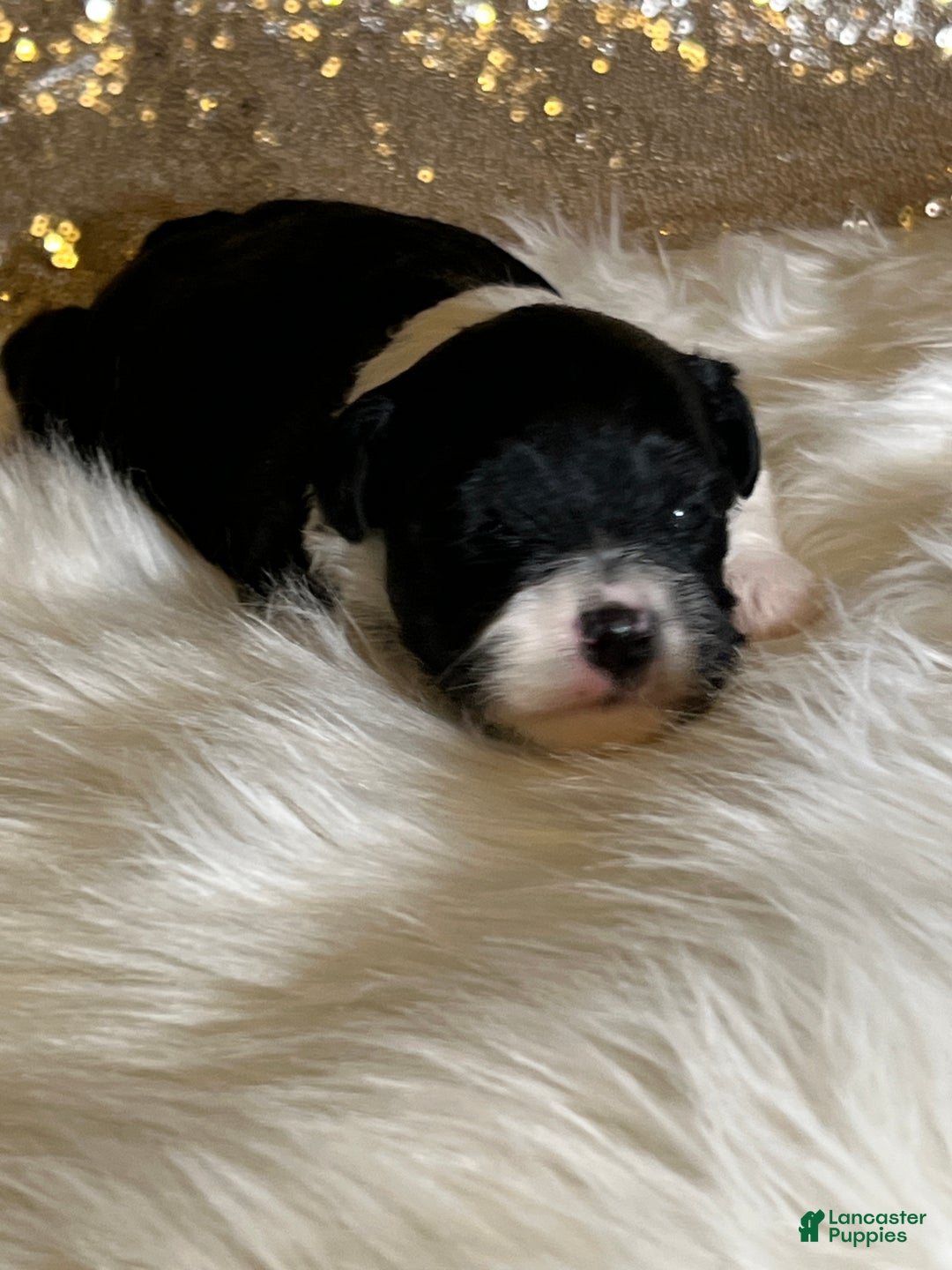 Havanese dogs for sale: Domeno - Ad 4
