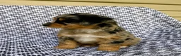 Mini Aussiedoodle dogs for sale: Chloe - Ad 6