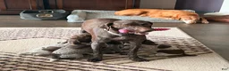 German Shorthaired Pointer dogs for sale: German Shorthaired Pointer Puppy 1 - Ad 6