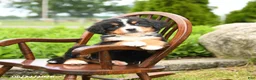 Bernese Mountain Dog dogs for sale: Leo - Ad 4