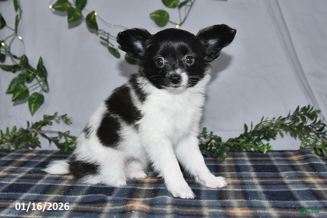 Papillon dogs for sale: Cuddles - Ad 1