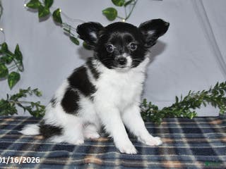 Papillon dogs Cuddles - Ad 9