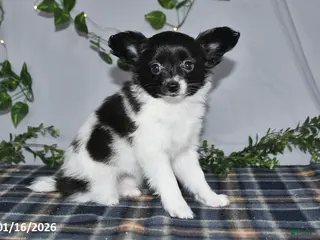 Papillon dogs Cuddles - Ad 14