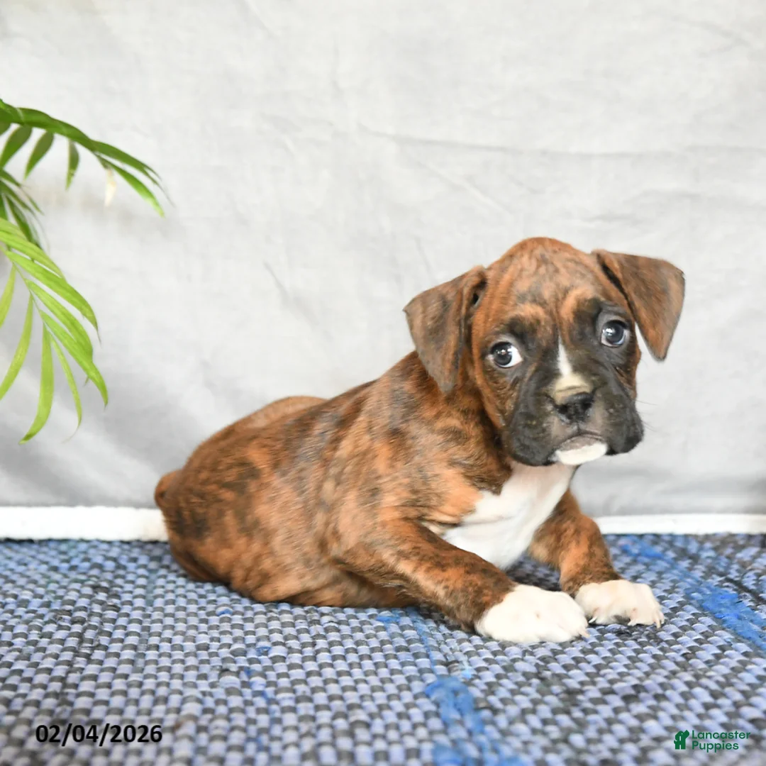 Boxer dogs for sale: Rhino - Ad 1