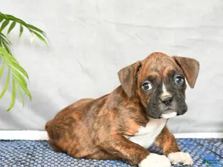 Boxer dogs Rhino - Ad 42