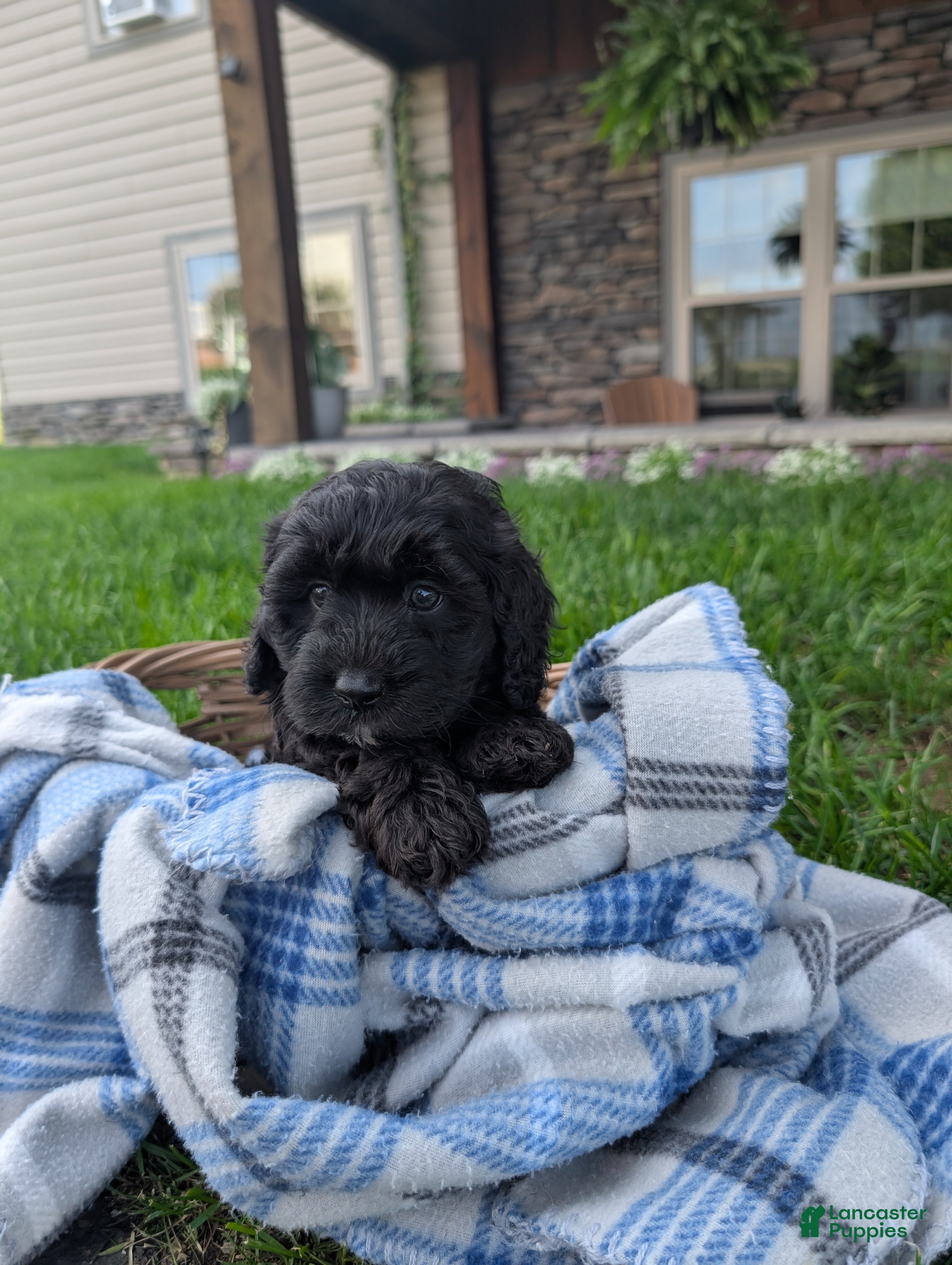 Cavapoo dogs Scotty  - Ad 1