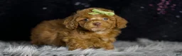 Toy Poodle dogs for sale: Fresno - Ad 5