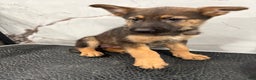 German Shepherd dogs for sale: German Shepherd Puppy 1 - Ad 2