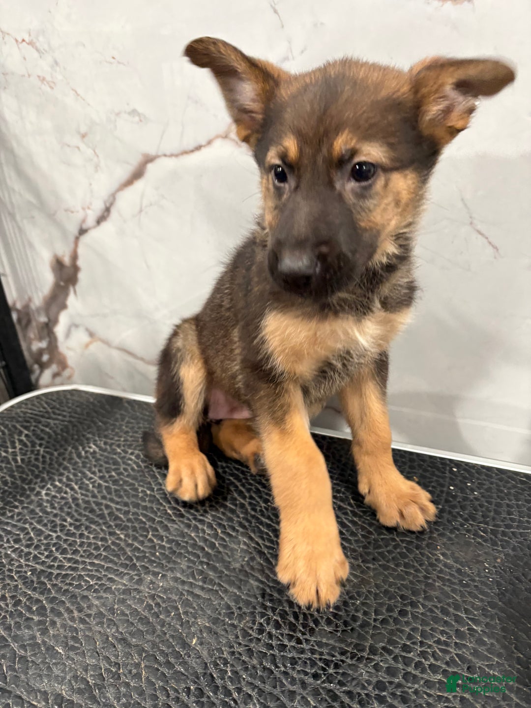 German Shepherd dogs for sale: German Shepherd Puppy 1 - Ad 2