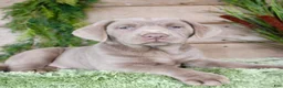 Labrador Retriever dogs for sale: Silver Seth - Ad 1
