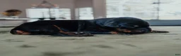 Doberman Pinscher dogs for sale: Obsidian Wildfire’s Eclipse - Ad 4