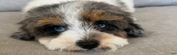 Cavapoo dogs for sale: Smudge - Ad 2