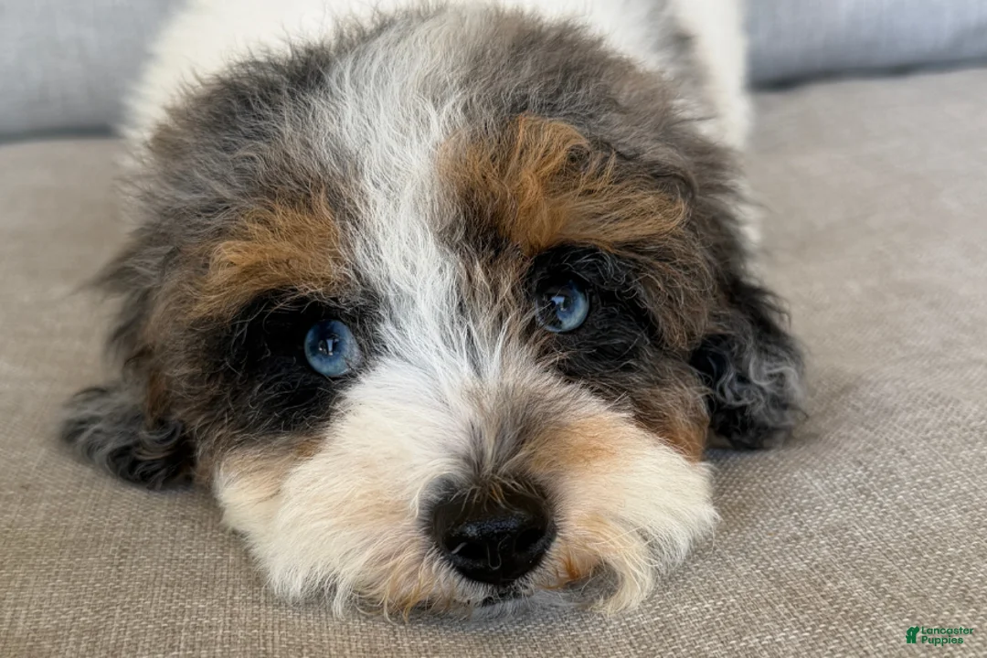 Cavapoo dogs for sale: Smudge - Ad 2